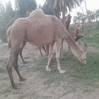 شتر ماده