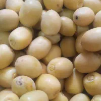 خرک(خارک) برحی لامرد