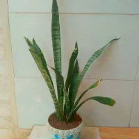 گل های طبیعی
