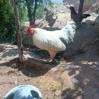 خروس بچه