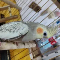 عروس هلندی