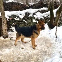 سگ ژرمن ماده