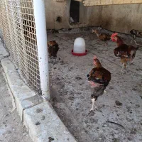 خروس عربی شش ماه