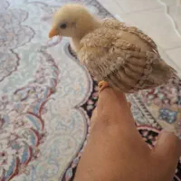 جوجه مرغ دستی