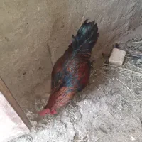 خروس محلی و بوقلمون ماده