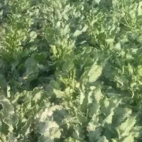 محصول کشاورزی