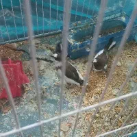 فنچ