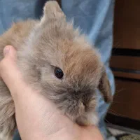 سه عدد بچه خرگوش لپ هلندی