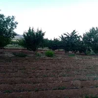 فروش-زمین-کشاورزی-روستای-بدراباد-جاده-پتروشیمی