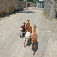 دو عدد بخته با بره