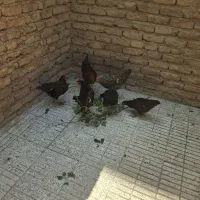 مرغ  وخروس