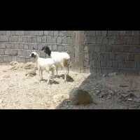میش کله سیاه