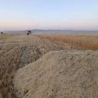 فروش کاه دیم