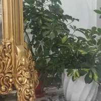 گل طبیعی|گل و گیاه طبیعی|شیراز, شهرک مخابرات|دیوار