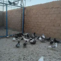 کفتر خوب پرشی غریب گیری 20جفت