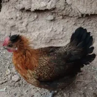 مرغ کرچ کرچ اماده لری اصل