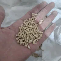 پس‌دان گوشتی مرغ و خروس پرنده گندم