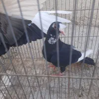 کفتر ماده سیاپلنگ