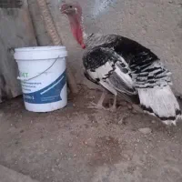 فروش بوقلمون نر اصلی
