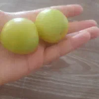 آلوزرد خوشمزه بدون خرابی