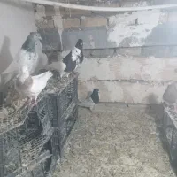 پرنده
