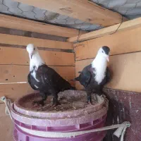 ۵عدد کبوتر زدوخورد
