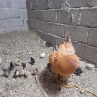 جوجه  محلی اصل وجوجه گلین زیر مرغی