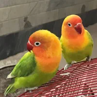 جفت کوتوله اپلاین گرین