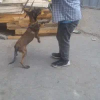 سگ با هوش