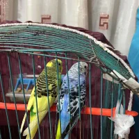 مرغ عشق همراه با تخم و جوجه