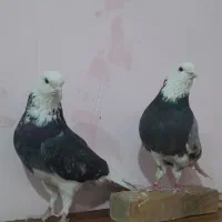 شازده