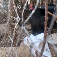 فروش مرغ مشکی