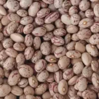 لوبیا چیتی