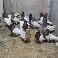 کبوتر کله ای
