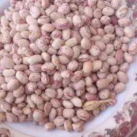 لوبیا چیتی بذری کرمانشاهی