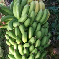 فروش درختچه نهال موز کاوندیش و والری تجاری