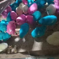 جوجه رنگی و غیر رنگی