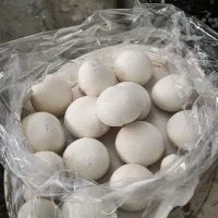 استخدام سالندار باتجربه پرورش قارچ دکمه‌ای