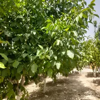 باغ و باغچه ۱۹۰ متری(چسبه بافته مسکونی)دارای برق|فروش زمین و ملک کلنگی|تهران, امیریه|دیوار