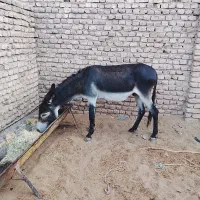 فروش فوری الاغ نر