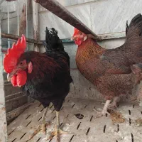 یه مرغ ویه خروس