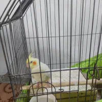 عروس هلندی ماده آماده جفت گیری