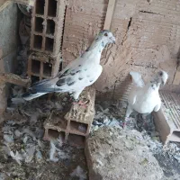 دوجفت کبوتر جفتگاه