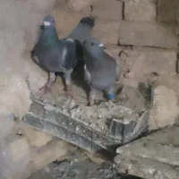 کبوتر پلاکی