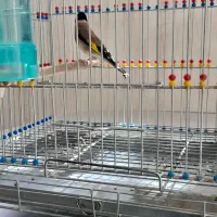 سهره|پرنده|اصفهان, عطار نیشابوری|دیوار