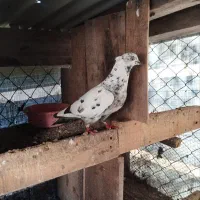 کبوتر|پرنده|تالش, جوکندان|دیوار