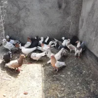 کفتر‌کبوتر‌جوجه‌رنگه