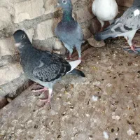 نرذات