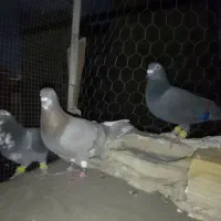 کپوتربوم اصل پرش