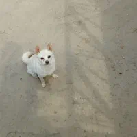 سگ پامر روباهی شناسنامه دار